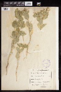 Euphorbia marginata image