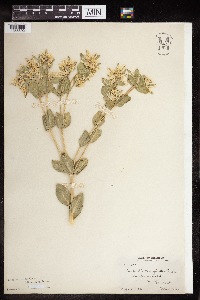 Euphorbia marginata image