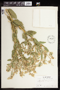 Euphorbia marginata image
