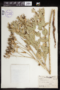 Euphorbia marginata image