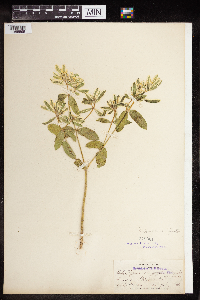 Euphorbia marginata image