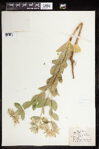 Euphorbia marginata image