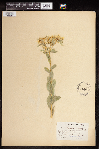 Euphorbia marginata image