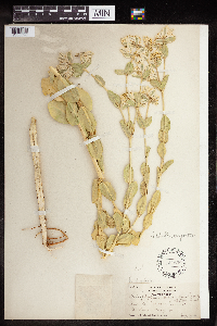 Euphorbia marginata image