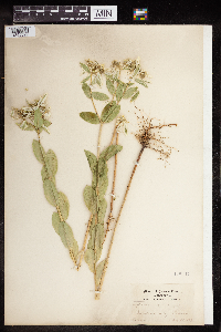 Euphorbia marginata image