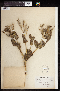 Euphorbia marginata image