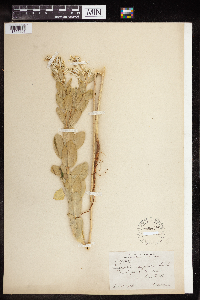 Euphorbia marginata image