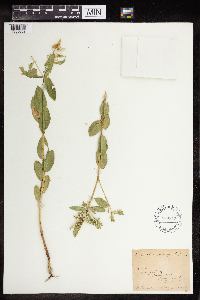 Euphorbia marginata image