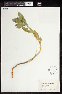 Euphorbia marginata image