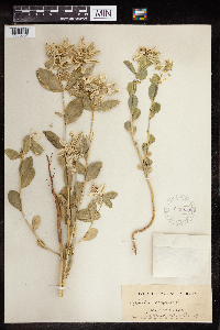 Euphorbia marginata image