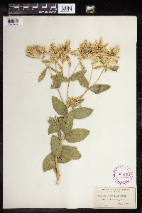 Euphorbia marginata image