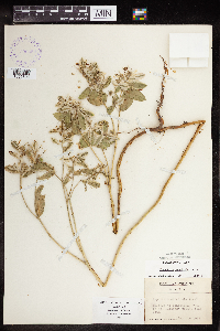 Euphorbia marginata image
