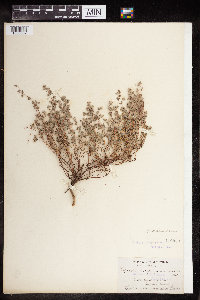 Thumbnail image of current specimen