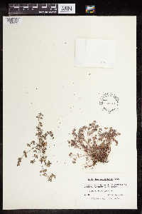 thumbnail image of current specimen