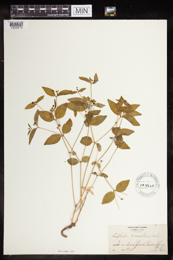 Euphorbia mercurialina image