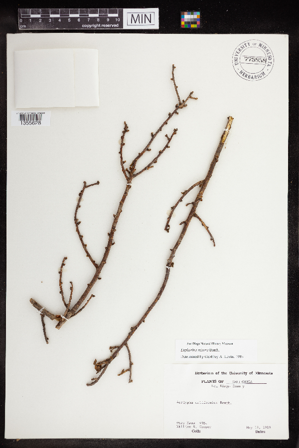 Euphorbia misera image
