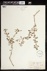 Euphorbia misera image