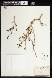 Euphorbia misera image