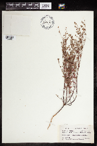 Euphorbia missurica image