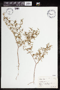 Euphorbia missurica image