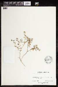 Euphorbia missurica image