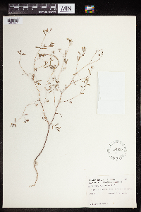 Euphorbia missurica image
