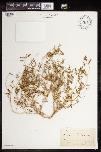 thumbnail image of current specimen