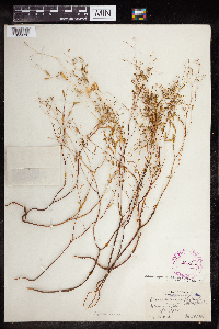 thumbnail image of current specimen