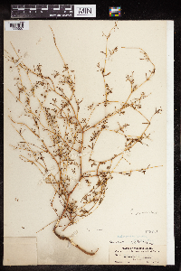 Euphorbia missurica image