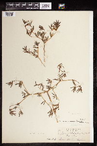 Euphorbia missurica image