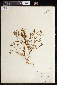 Euphorbia missurica image