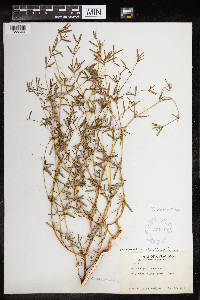 Euphorbia missurica image