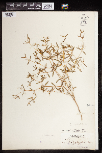 Euphorbia missurica image