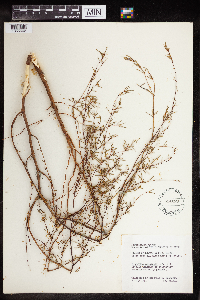 Euphorbia missurica image
