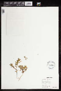 Euphorbia missurica image