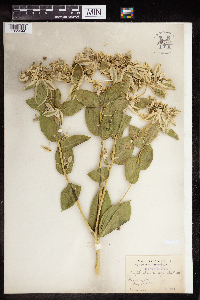 Euphorbia marginata image