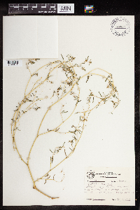 Euphorbia missurica image