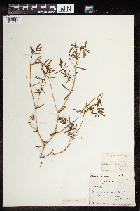 Euphorbia missurica image