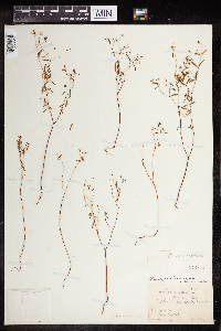 Euphorbia missurica image