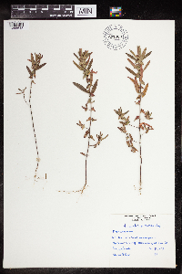 thumbnail image of current specimen
