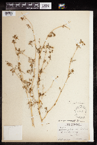 Euphorbia missurica image