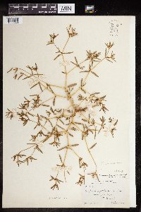 Euphorbia missurica image