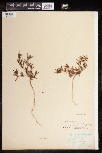 Euphorbia missurica image