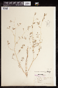 Euphorbia missurica image
