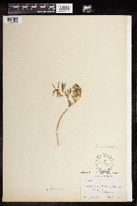 Euphorbia missurica image