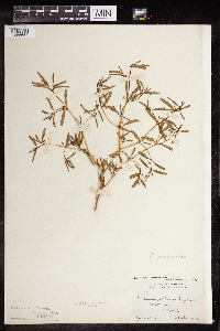 Euphorbia missurica image