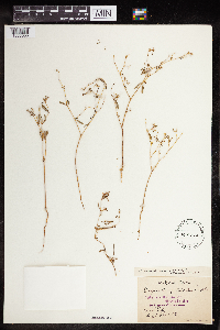 Euphorbia missurica image