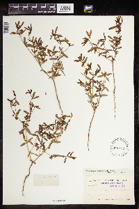 Euphorbia missurica image