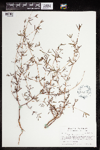 Euphorbia missurica image