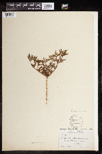 Euphorbia missurica image